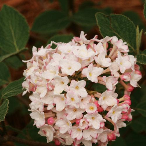 Viburnum carlesii 'SMVCB' - Spice Baby™ Koreanspice Viburnum