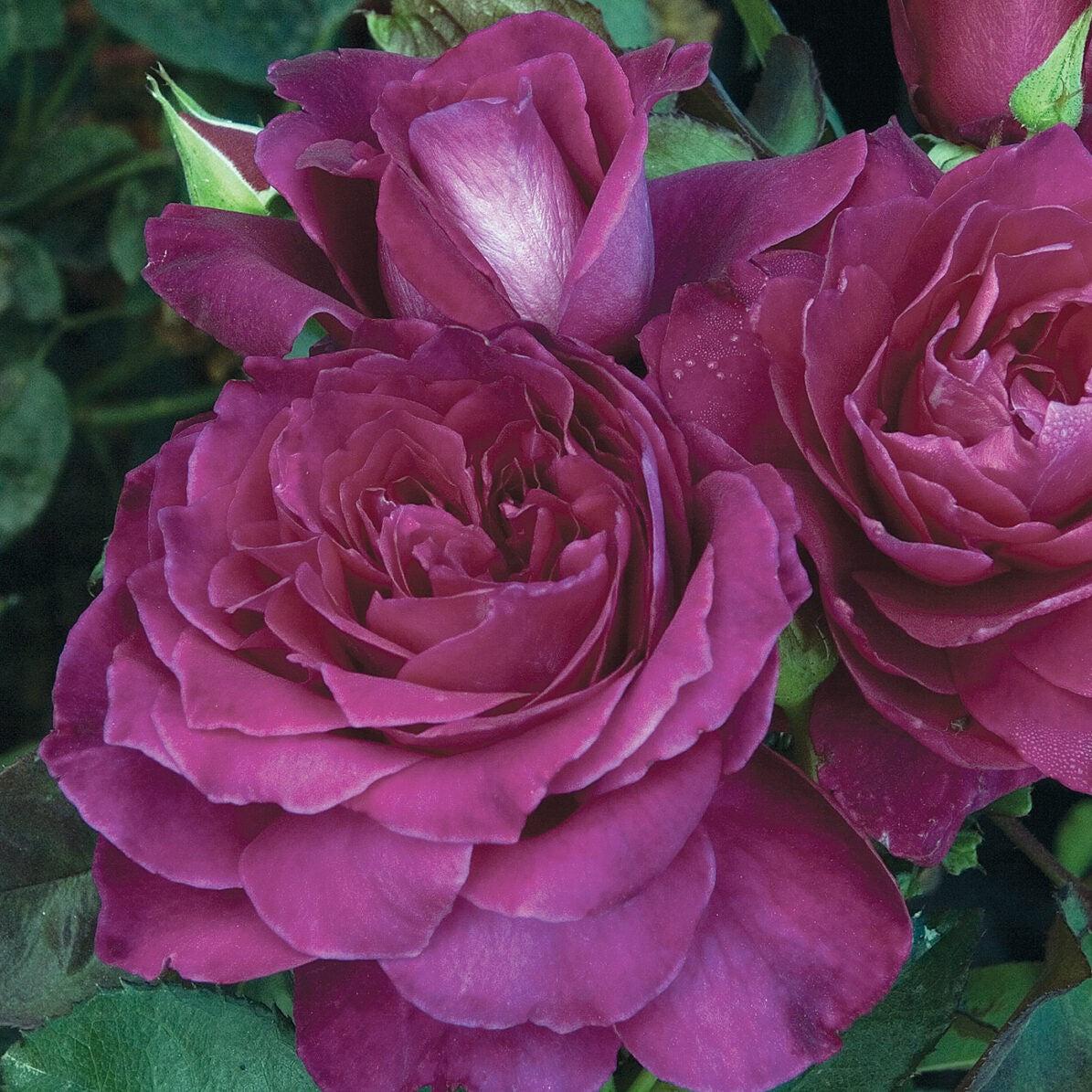 Rosa 'JACum' - Intrigue Rose