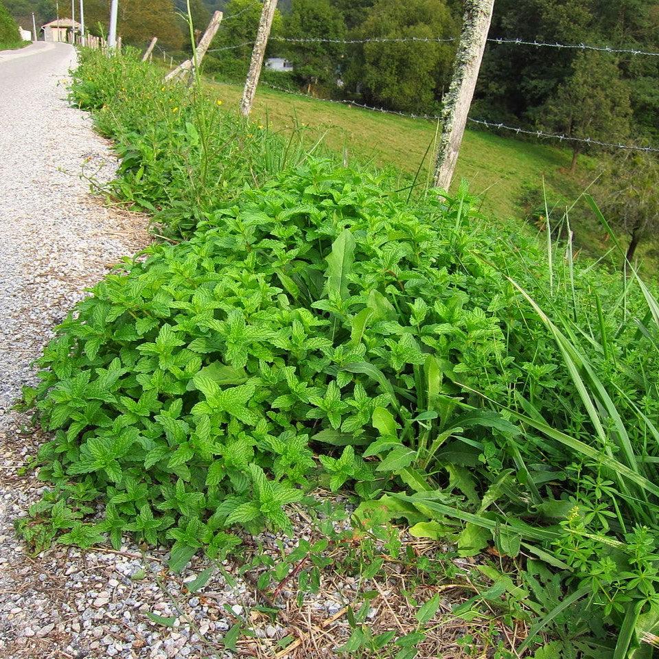 Mentha spicata - Spearmint