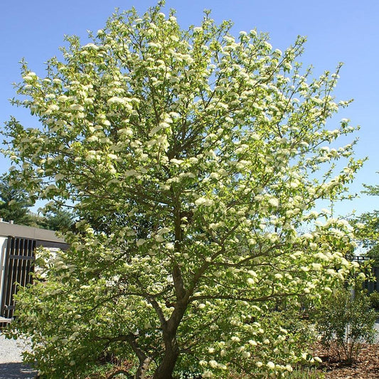 Viburnum prunifolium - Blackhaw Viburnum