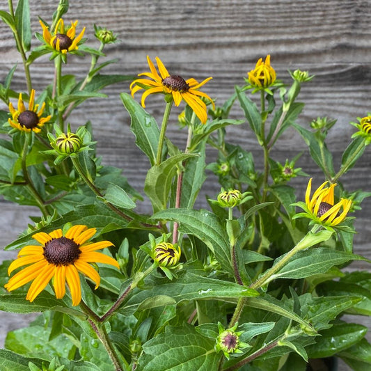 Rudbeckia fulgida 'Goldsturm' - Black-Eyed Susan