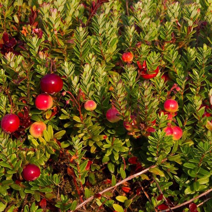 Vaccinium macrocarpon 'Pilgrim' - Pilgrim Cranberry