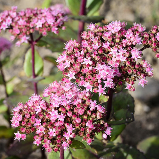 Sedum 'Lime Zinger' - SunSparkler® Lime Zinger Sedum