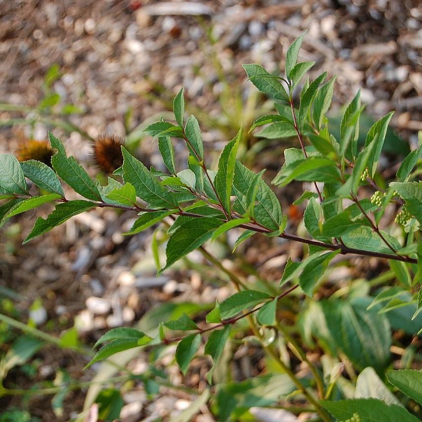 Callicarpa dichotoma 'Early Amethyst' - Early Amethyst Beautyberry