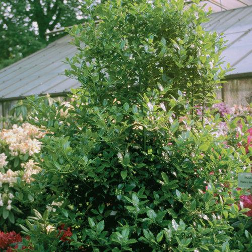 Ilex x meserveae 'Hachfee' - Castle Spire® Blue Holly