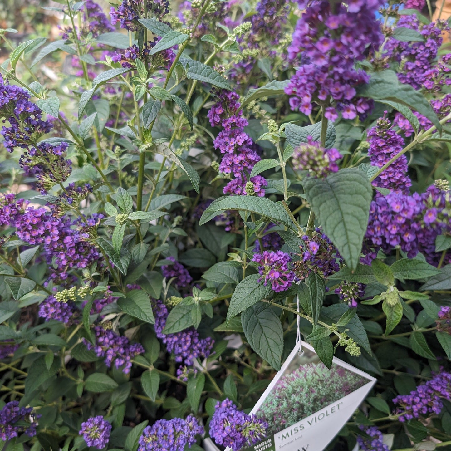 Buddleja x 'Miss Violet' PP #28,448 - Miss Violet Butterfly Bush