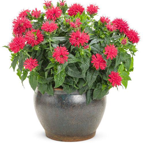 Monarda didyma 'Pardon My Cerise' - Pardon My Cerise Bee Balm