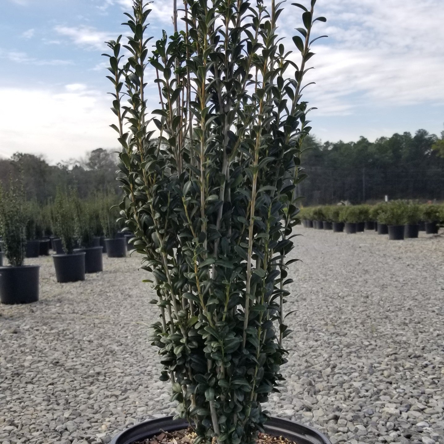 Ilex crenata 'Sky Pencil' - Sky Pencil Japanese Holly