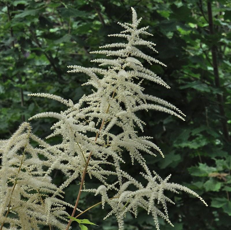 Aruncus dioicus - Goat's Beard