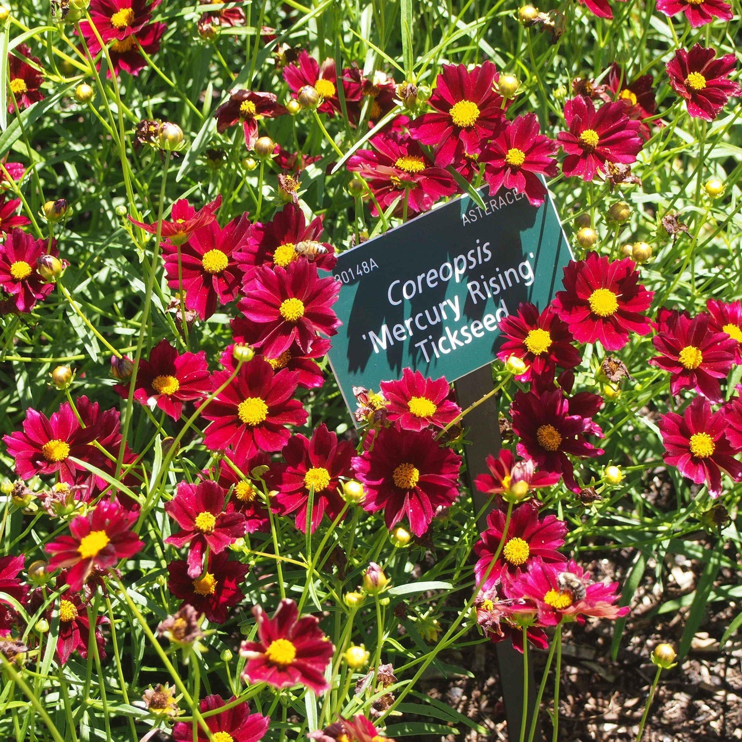 Coreopsis x 'Mercury Rising' - Big Bang™ Mercury Rising Tickseed