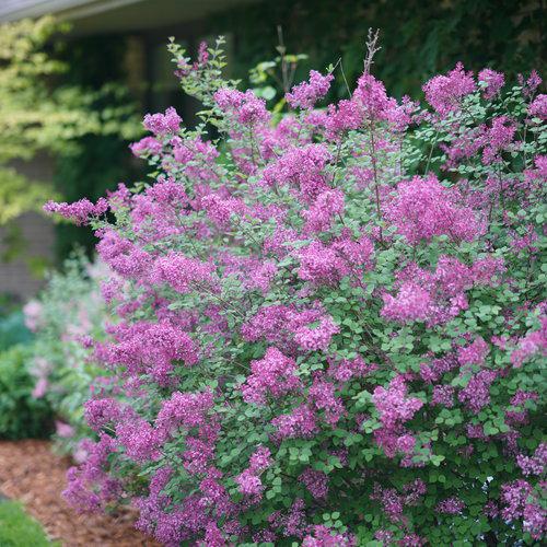 Syringa x 'SMSJBP7' - Bloomerang® Dark Purple Lilac