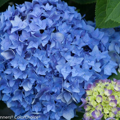 Hydrangea macrophylla 'SMHMES14' - Let's Dance® Rhythmic Blue® Hydrangea