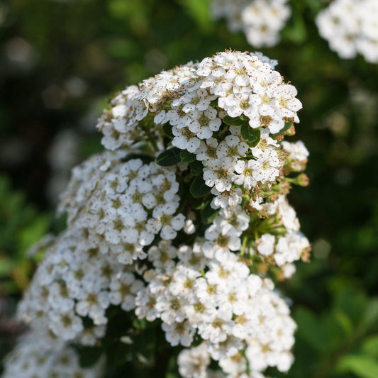 Spiraea nipponica 'Snowmound' - Snowmound Spirea