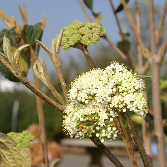 Viburnum × rhytidophylloides 'Alleghany' - Alleghany Viburnum