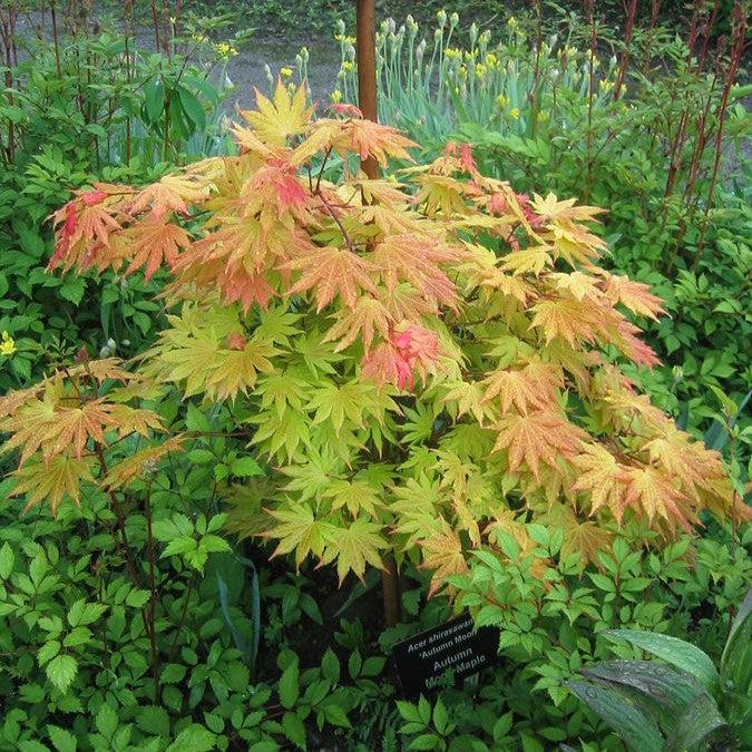 Acer shirasawanum 'Autumn Moon' - Autumn Moon Japanese Maple