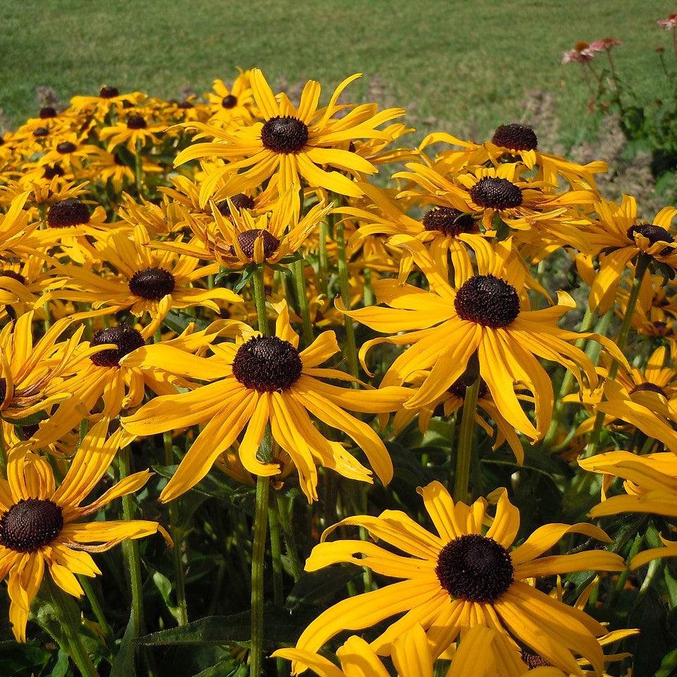 Rudbeckia hirta - Black-Eyed Susan