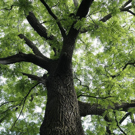 Juglans nigra - Black Walnut