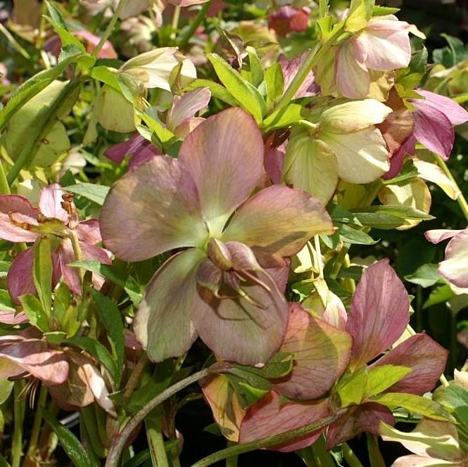 Helleborus 'Royal Heritage' - Royal Heritage™ Strain Lenten Rose