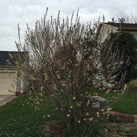 Salix discolor - Pussy Willow