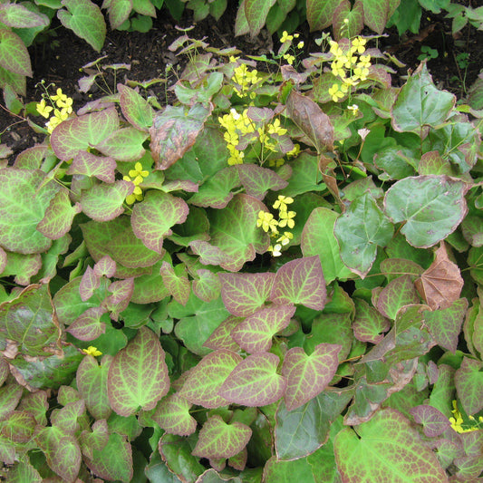 Epimedium x perralchicum 'Frohnleiten' - Frohnleiten Barrenwort, Bishop's Hat