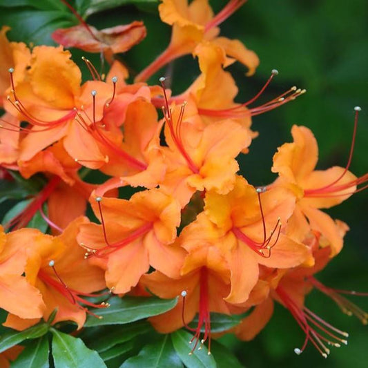 Rhododendron calendulaceum - Flame Azalea