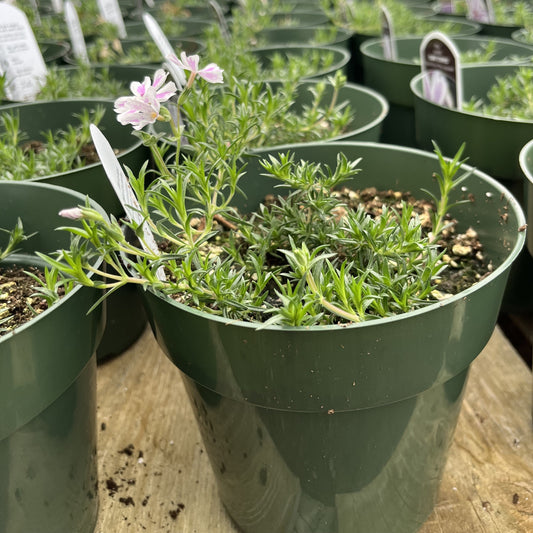 Phlox subulata 'Candy Stripes' - Candy Stripes Creeping Phlox