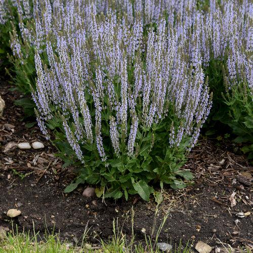 Salvia nemorosa ‘Perfect Profusion’ - Perfect Profusion Meadow Sage
