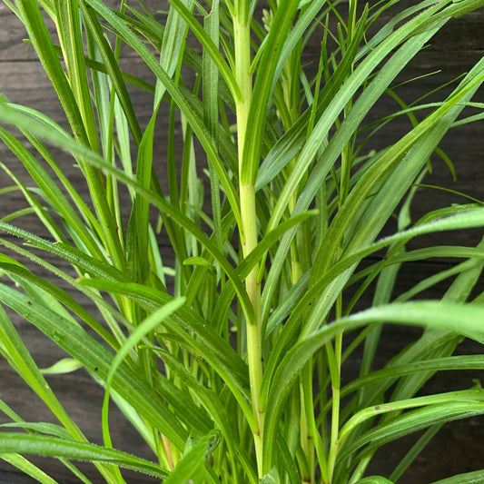 Liatris spicata - Marsh Blazing Star, Gayfeather