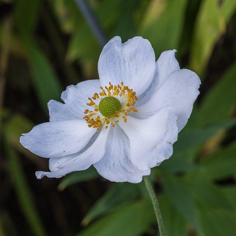 Anemone x hybrida 'Honorine Jobert' - Honorine Jobert Anemone