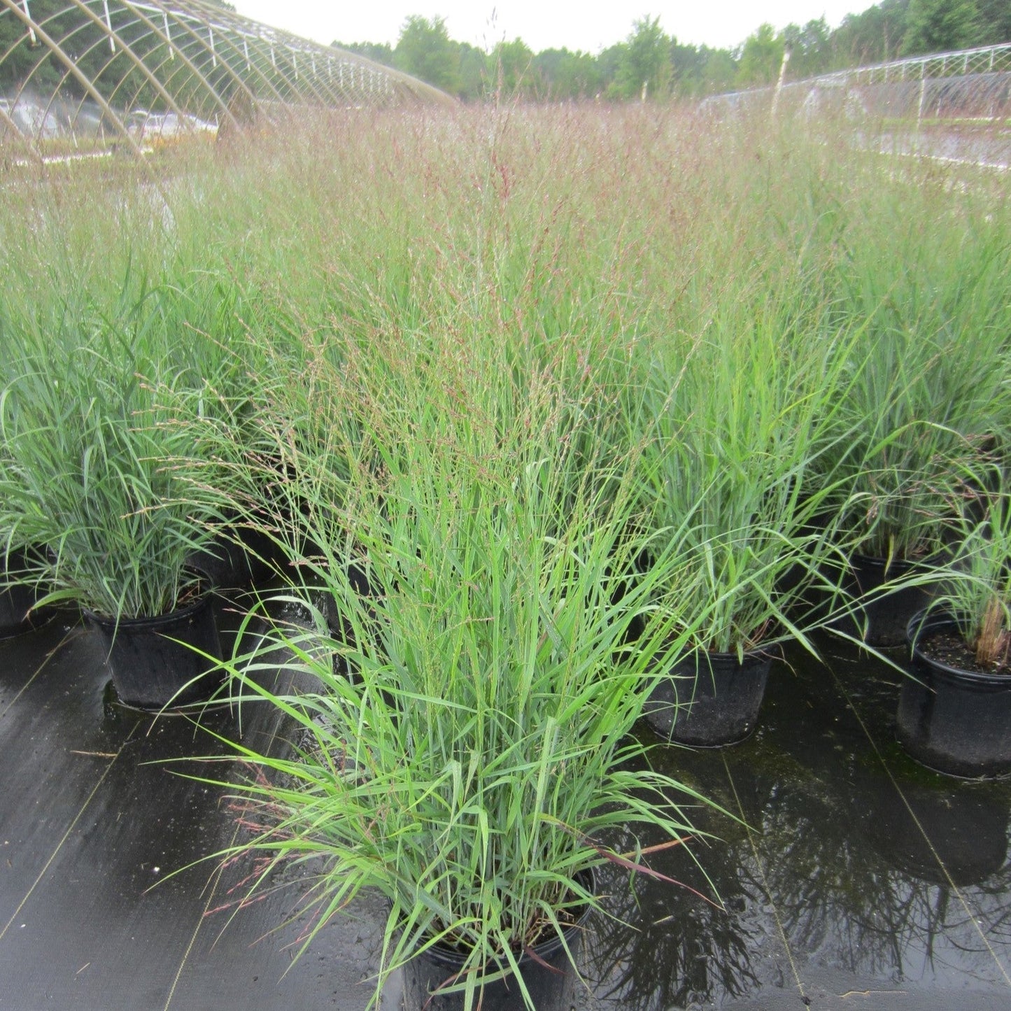 Panicum virgatum 'Purple Tears' - Purple Tears Switch Grass