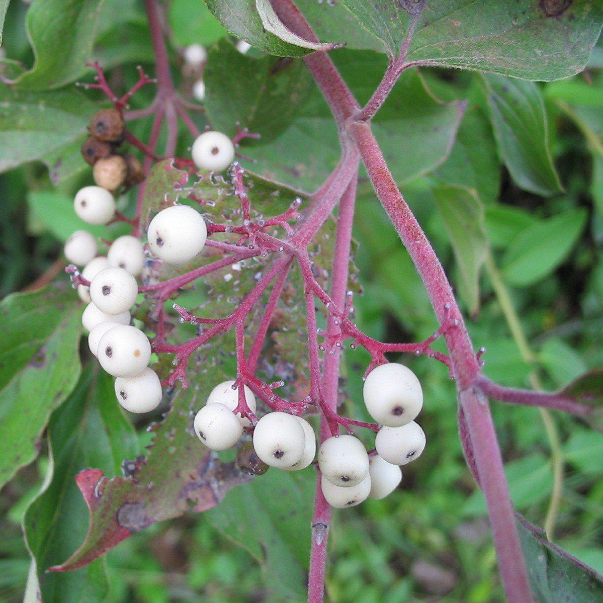 Cornus racemosa - Gray Dogwood