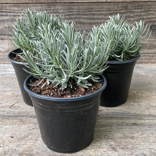 Lavandula × intermedia 'Niko' PP24,193 - Phenomenal® Lavender, Lavadin