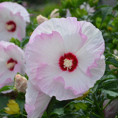 Hibiscus 'Ballet Slippers' - Summerific® Ballet Slippers Hibiscus