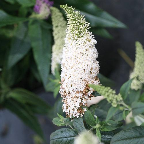 Buddleia x 'SMNBDW' PP 28,795 - Pugster White® Butterfly Bush