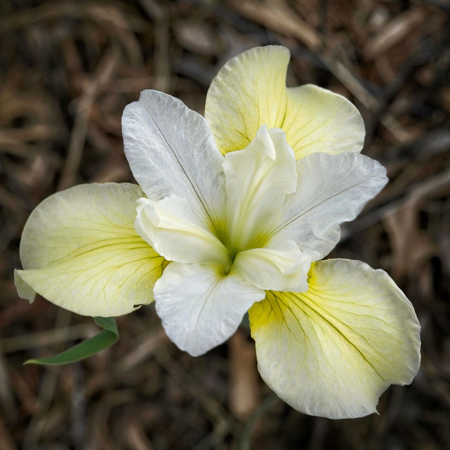 Iris sibirica 'Butter and Sugar' - Butter and Sugar Siberian Iris