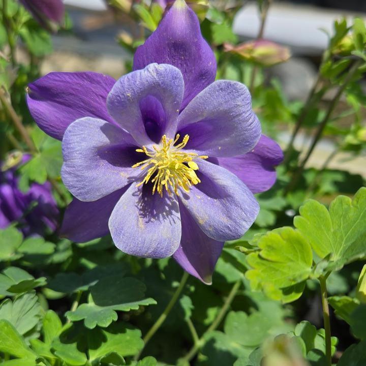 Aquilegia 'PAS1258487' - Earlybird™ Purple Blue Columbine