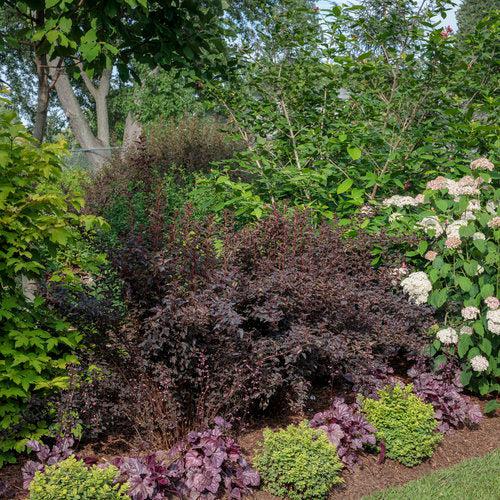 Spiraea betulifolia 'Tor Gold' - Glow Girl® Birchleaf Spirea