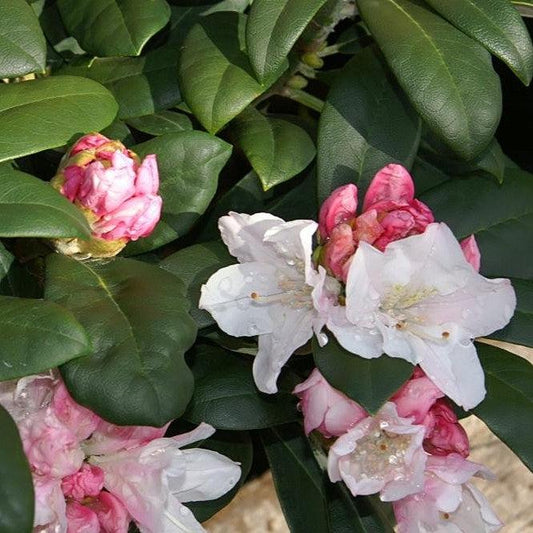 Rhododendron yakushimanum 'Yaku Princess' - Yaku Princess Rhododendron