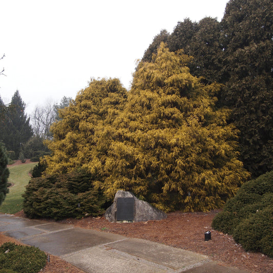 Chamaecyparis pisifera 'Aurea' - Golden Sawara Cypress