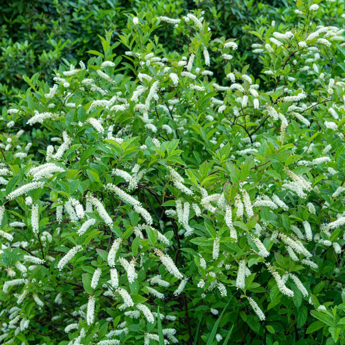 Itea virginica 'Bailteaone' - First Editions® Love Child® Sweetspire