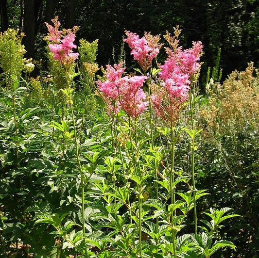 Filipendula rubra 'Venusta' - Venusta Queen of the Prairie