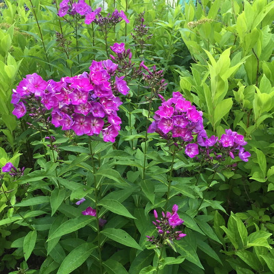 Phlox paniculata 'Ditomsur' PP21,109 - First Editions® Grape Lollipop™ Phlox