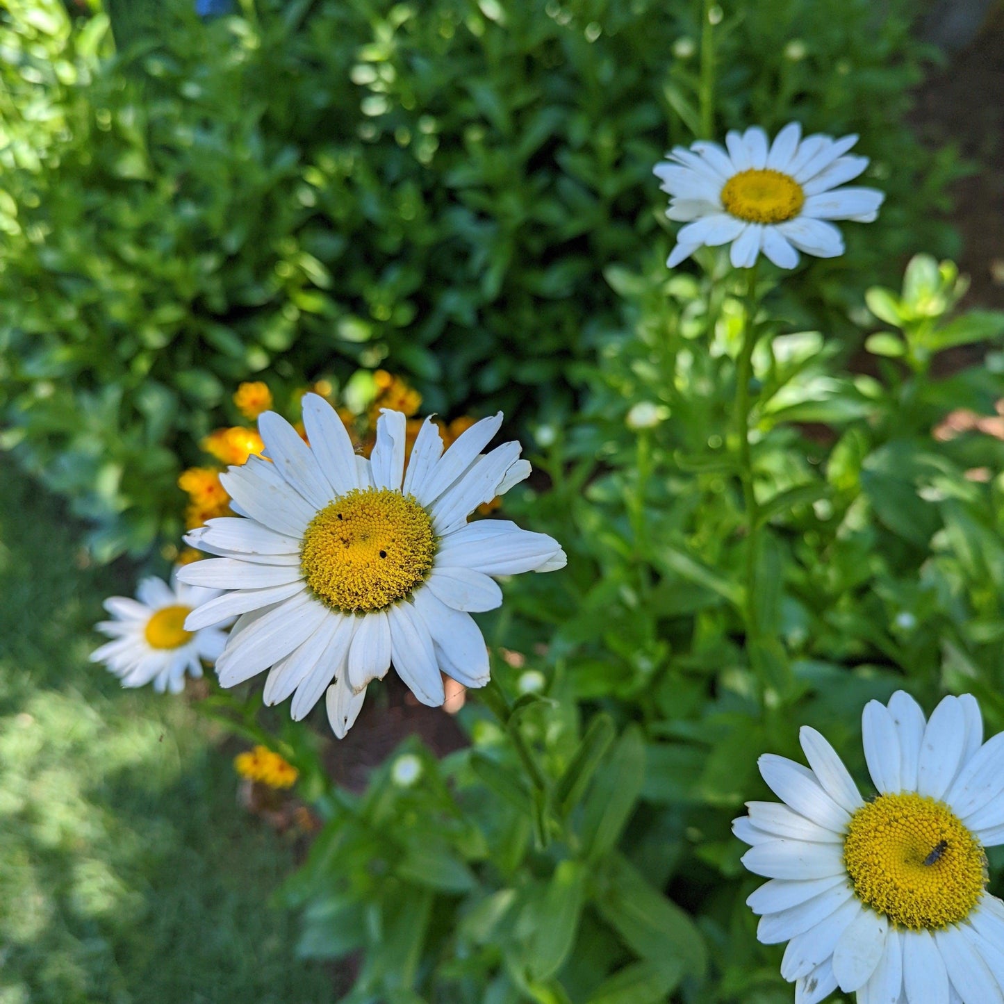 Leucanthemum x superbum 'Becky' - Becky Shasta Daisy