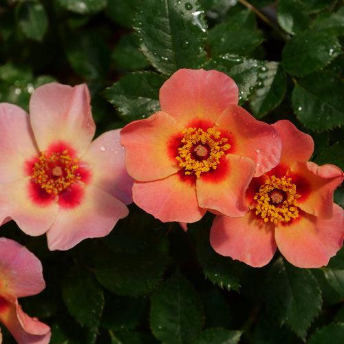 Rosa x 'ChewEyesUp' - Ringo All-Star™ Rose