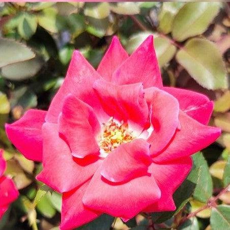 Rosa ‘Radtko’ PP 16,202 - Double Knock Out® Rose