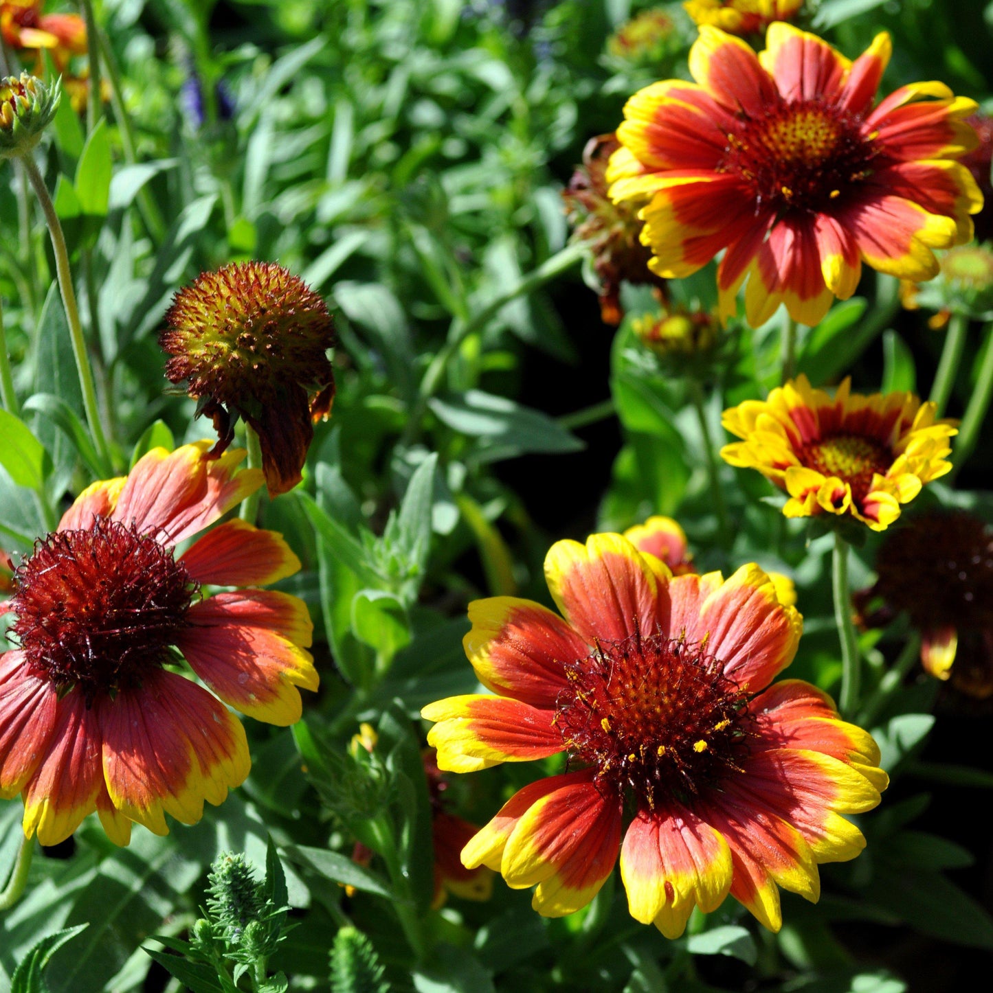 Gaillardia x aristata 'Arizona Sun' - Arizona Sun Blanket Flower