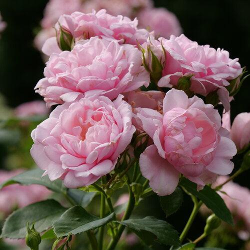 Rosa x 'BOZFRA021' USPP34,945 - Color Choice® Reminiscent® Pink Rose