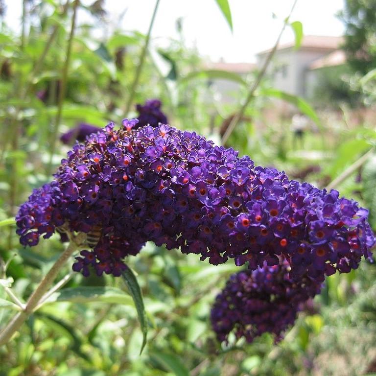 Buddleia 'Black Knight' - Black Knight Butterfly Bush