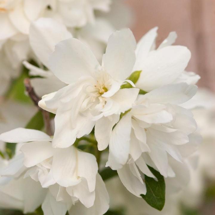 Philadelphus 'Snowbelle' - Snowbelle Mockorange