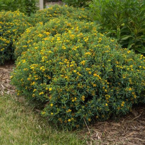 Hypericum kalmianum 'PIIHYP-I' - First Editions® Cobalt-n-Gold™ St. John's Wort